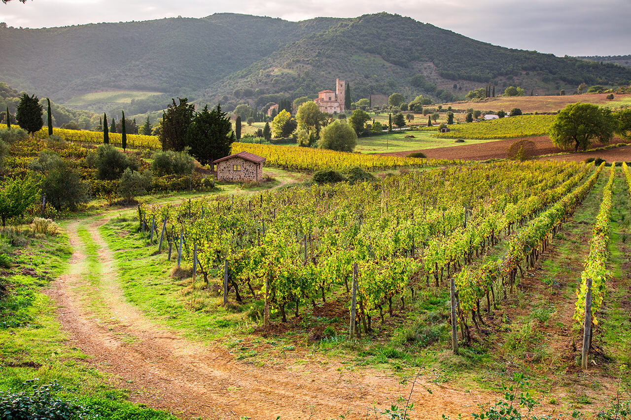Vineyards farm with a breathtaking landscapes in Montalcino