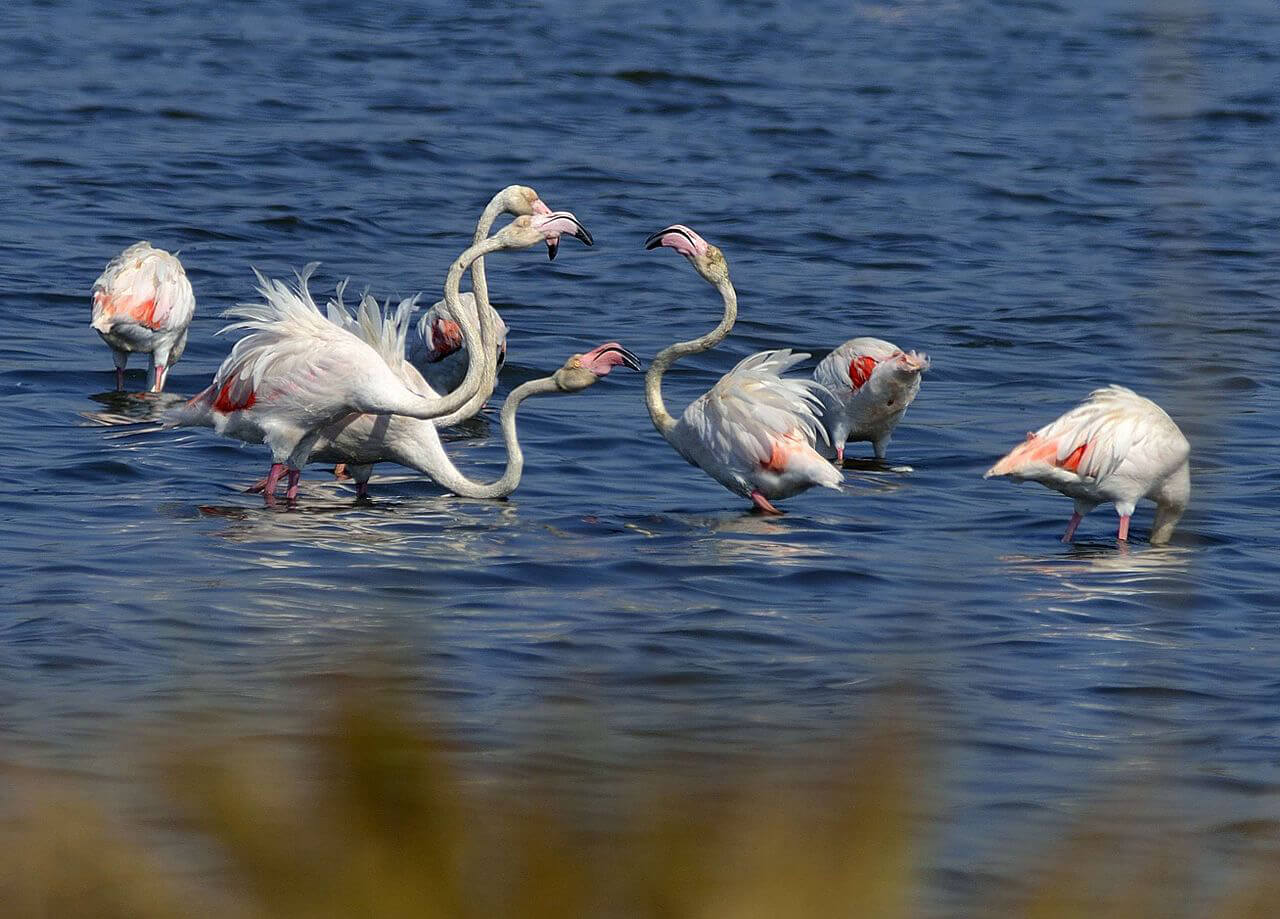 Flamingos in the Orbetello lagoon