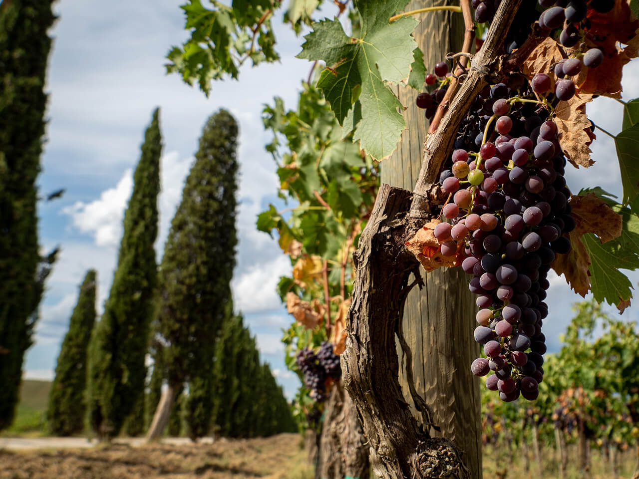 In Tuscany, September is the time for harvest and wine festivals