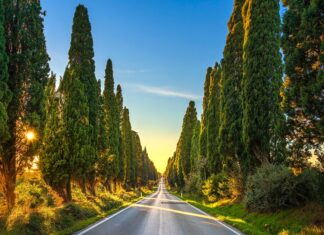 Bolgheri – Exploring the Charm of Tuscany’s Wine Country Bolgheri - Exploring the Charm of Tuscany's Wine Country