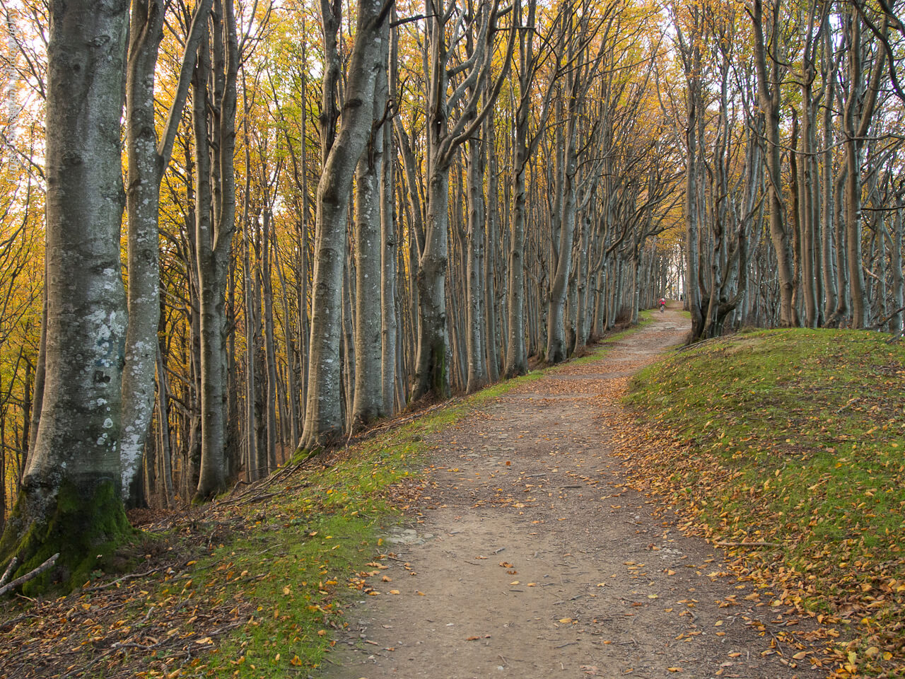A trail inside the forest - Foreste Casentinesi National Park, near Poppi 
