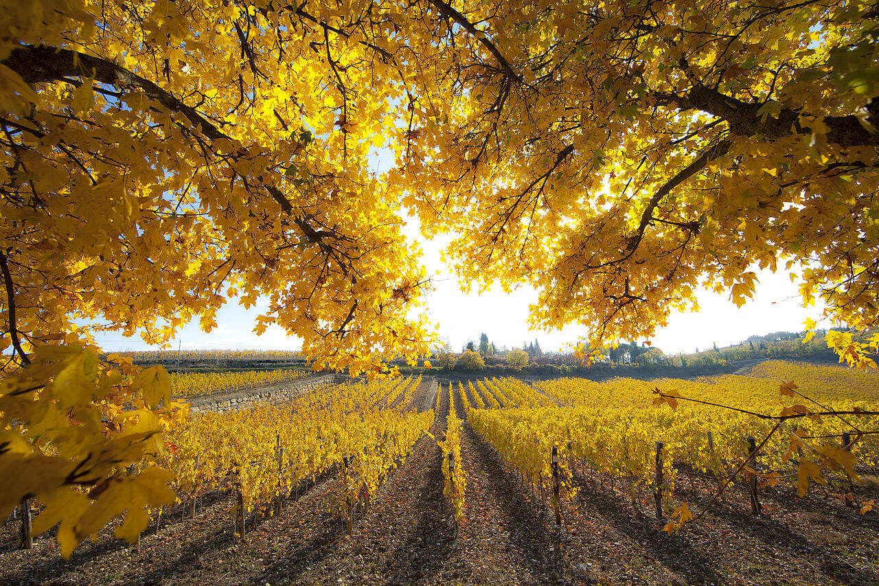 La Casuccia" vineyard, around the Ama Castle, in autumn