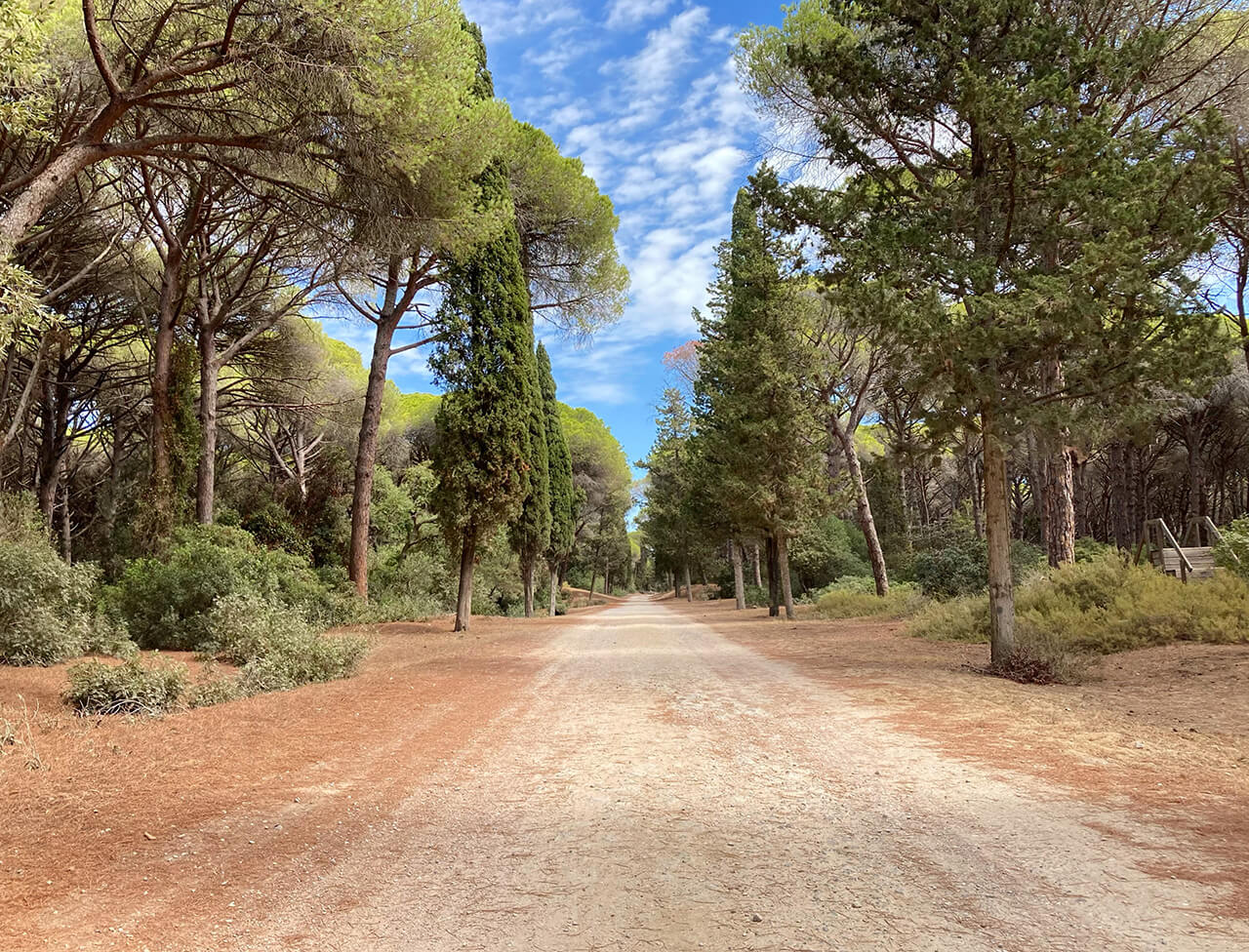 Visit the Duna Feniglia natural reserve on Tombolo della Feniglia for a peaceful escape to pine forests, nature trail for the blind, and bike rentals.