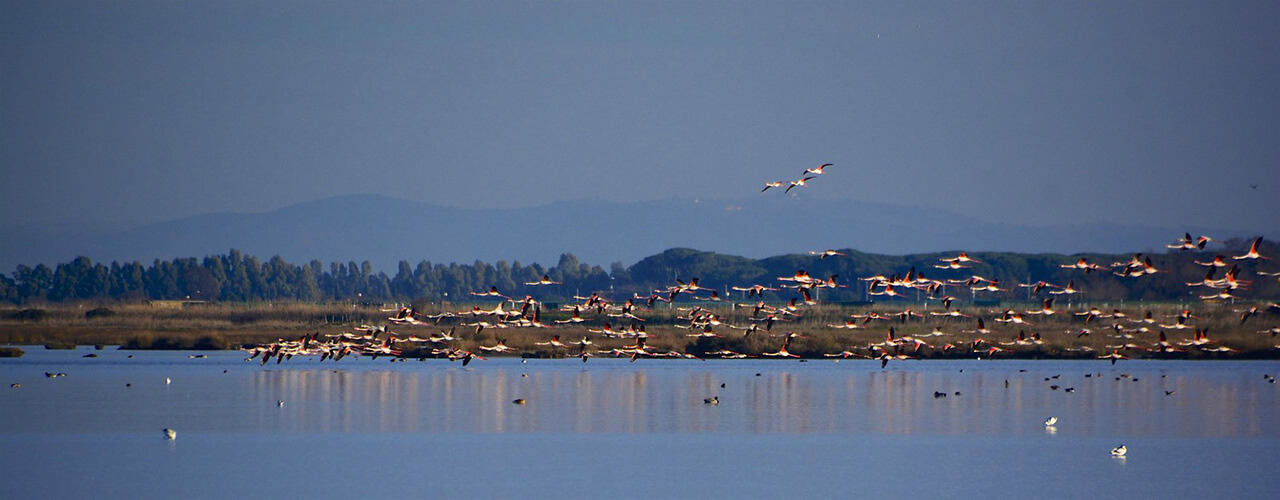 Flamingos in the Diaccia Botrona Natural Reserve