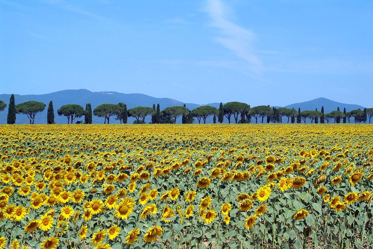 Sunflower fields, pine trees, and hills: a typical Maremma landscape