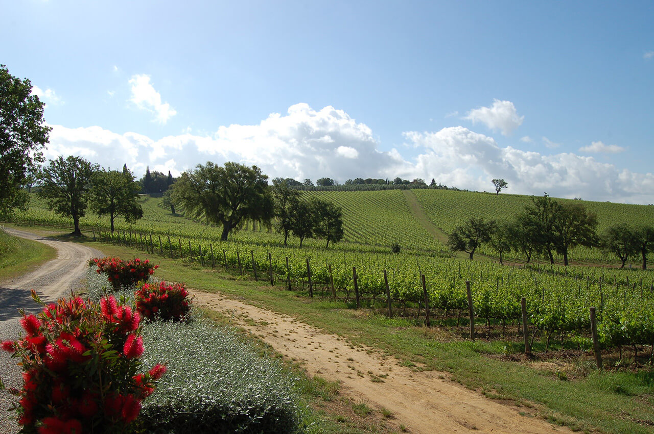 Vineyards producing grapes for the Morellino di Scansano wine