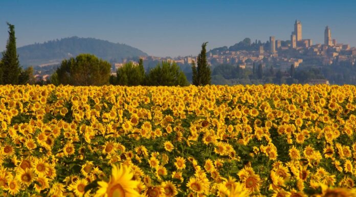Tuscany in Spring – A Comprehensive Guide for a Memorable Trip Tuscany in Spring