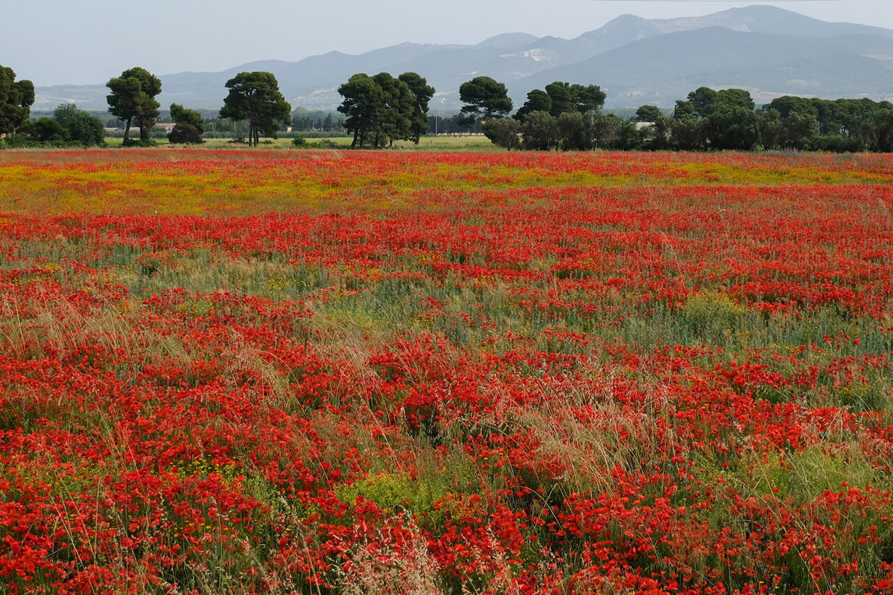 A field of poppies in southern Tuscany, in spring