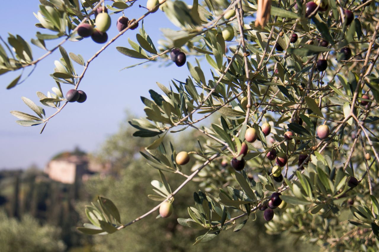 The olive tree and its flower that ready to produced oil.