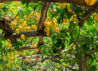 Sorrento Food – Cuisine with Rich History and Tradition Sorrento Food