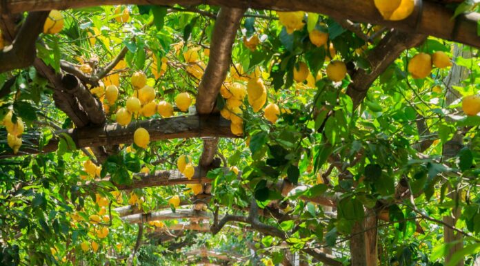 Sorrento Food – Cuisine with Rich History and Tradition Sorrento Food