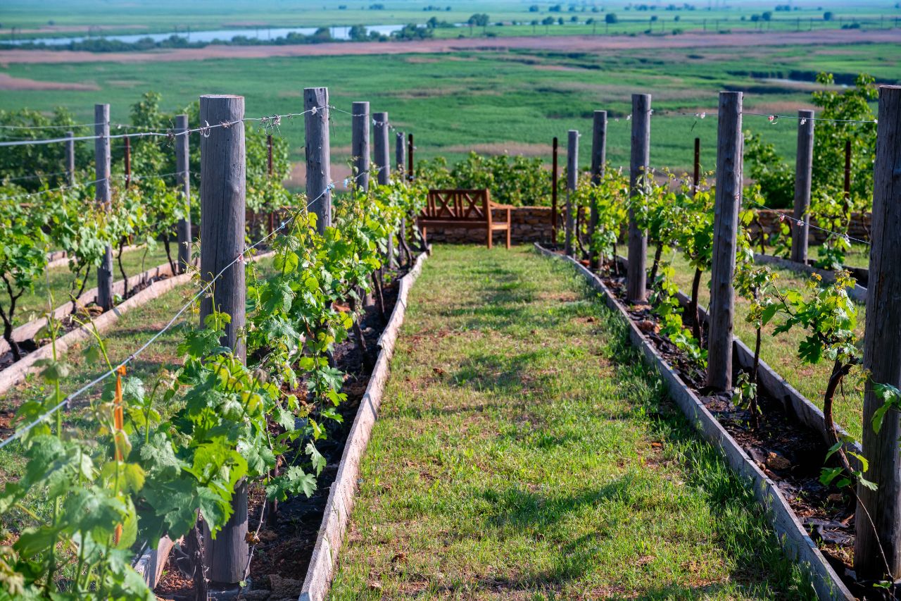 A simple vineyards produce excellent taste of wine In the Maremma