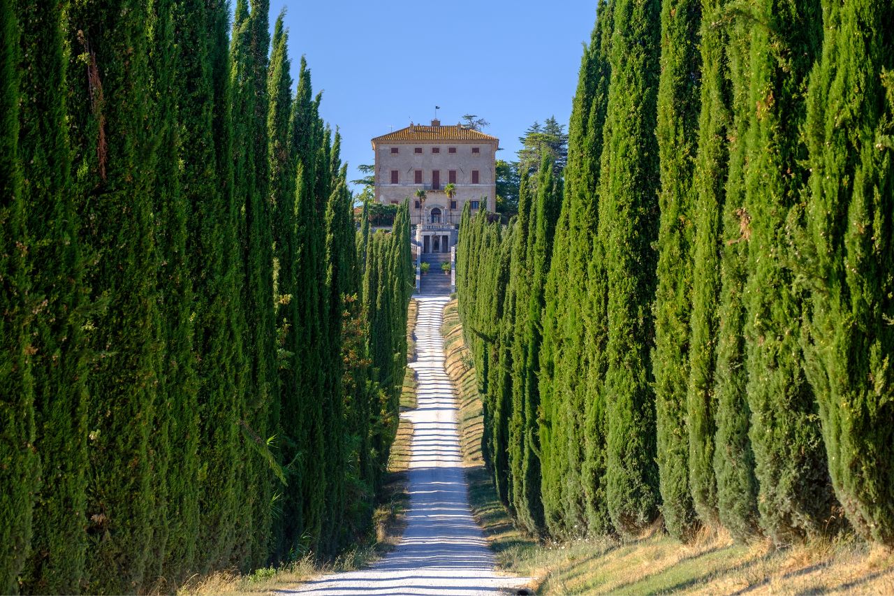A relaxation driveway surrounded by cypress trees At Casalgallo