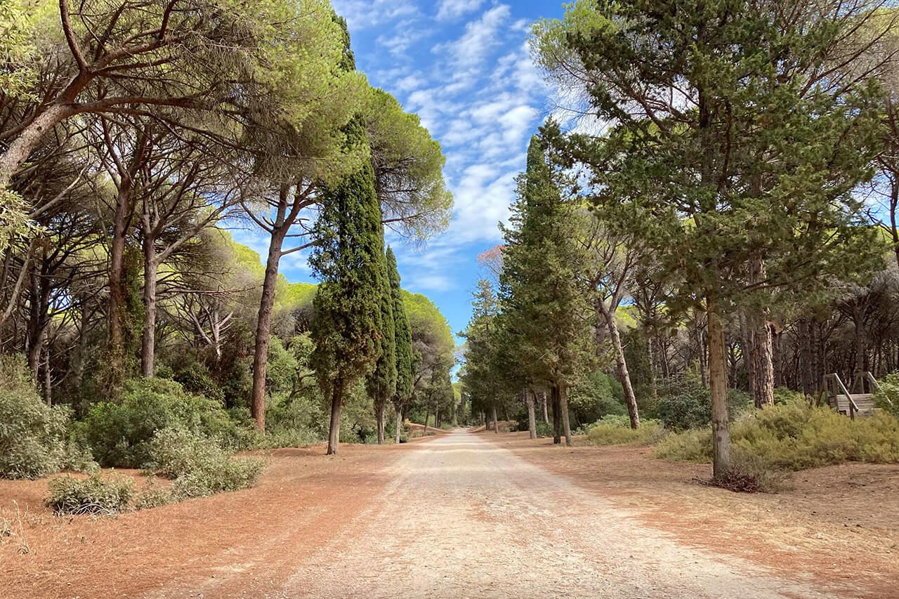 The pine trees in Monte Argentario are positioned along the path, ideal for trekking