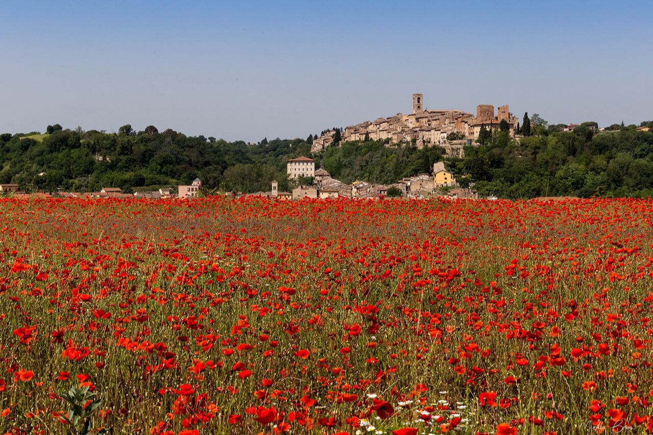 The landscape of Colli di Val D'Elsa, a small Tuscan village surrounded by flowers