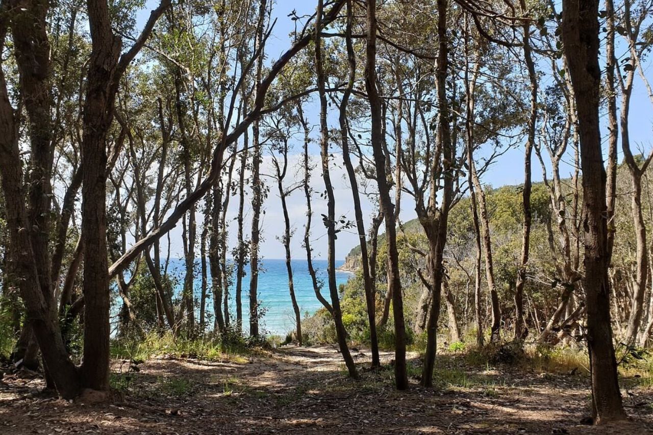 The Cala Violina beach seen from the hiking trail