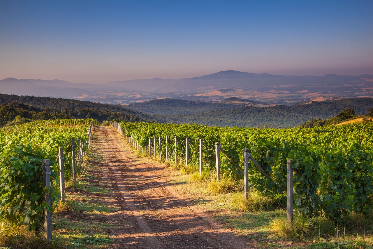 A beautiful landscape with vineyards located in Chianti region. 