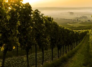 Tuscany in October – 10 Things to Do in the Autumn Season tuscany in october