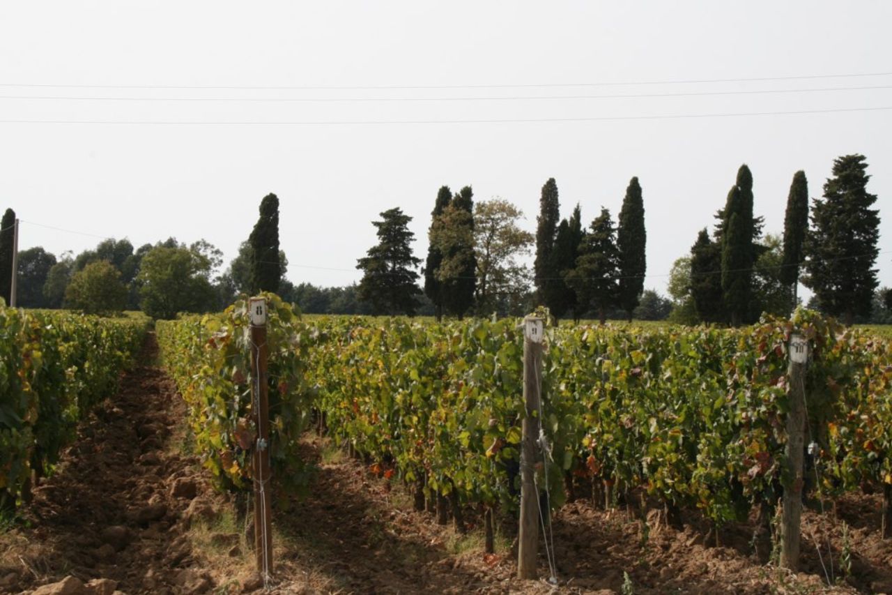 A Bolgheri vineyard photographed by a tourist
