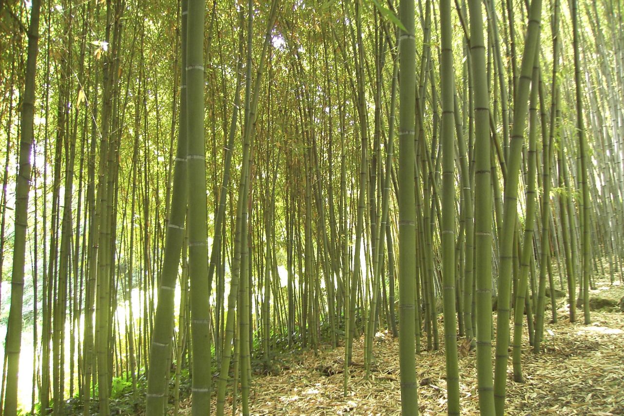 Lush and serene bamboo forest at the Botanical Garden in Rome