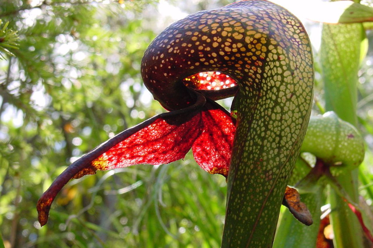 A captivating display of carnivorous plants in the Botanical Garden of Rome