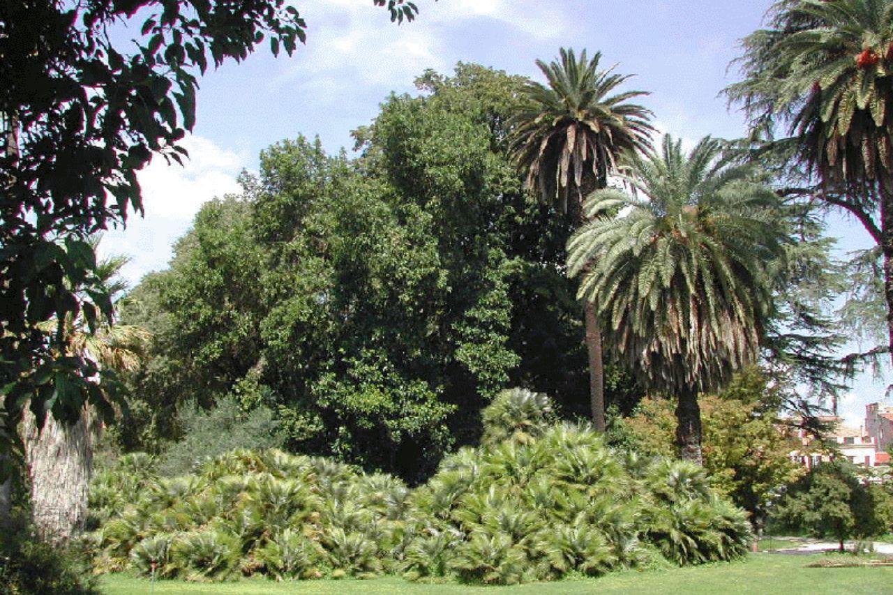 Graceful palm trees at the Botanical Garden in Rome