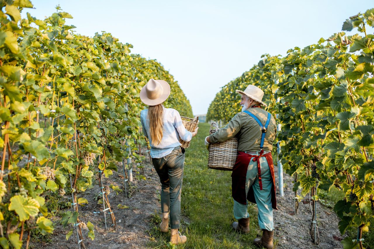 The tourist is doing the grape harvest together with the Tuscan farmer in November