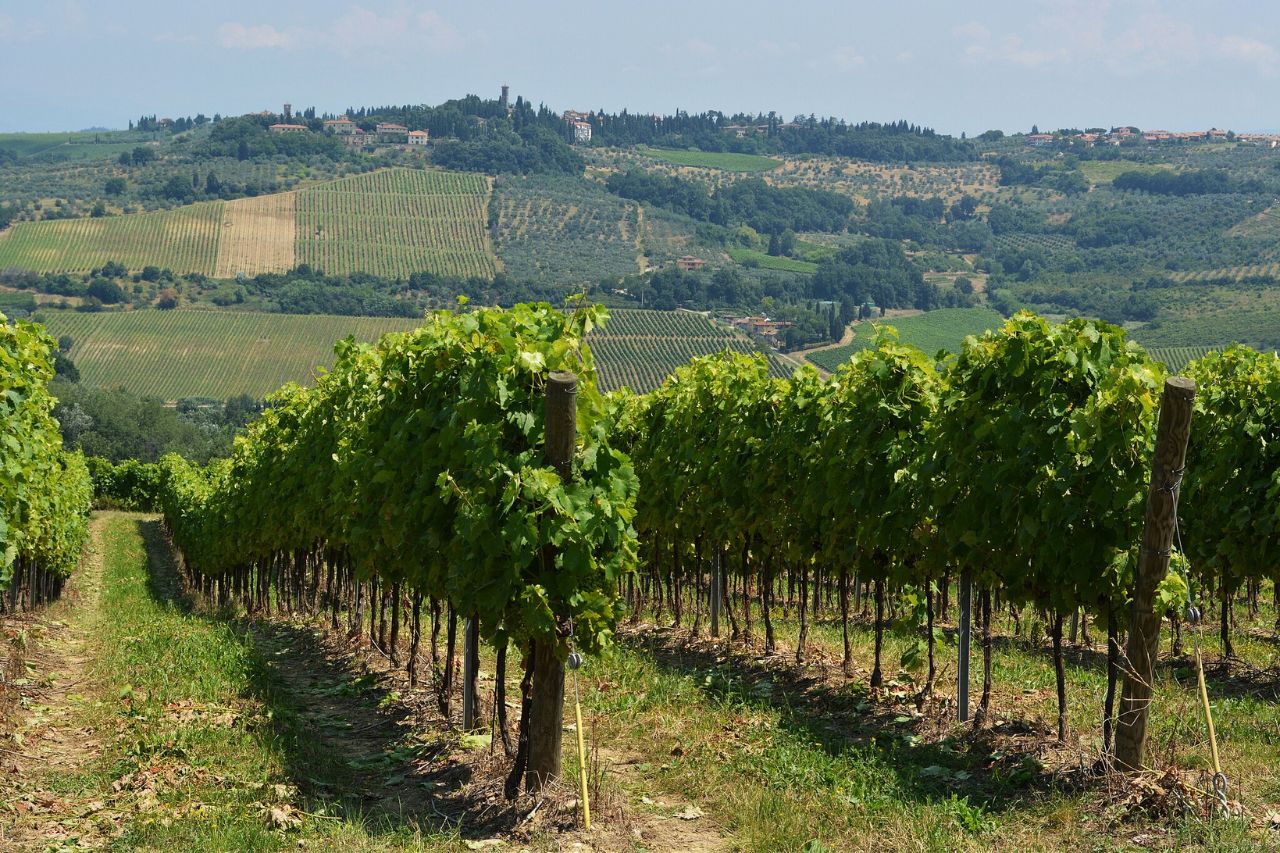 A vineyard in the province of Siena, in November
